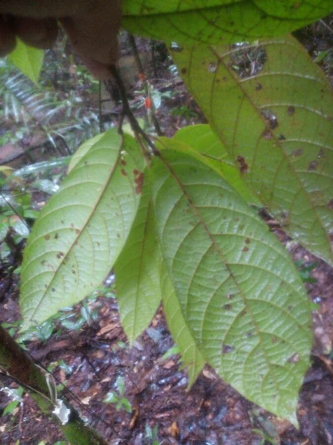Garckes Sloanea 4