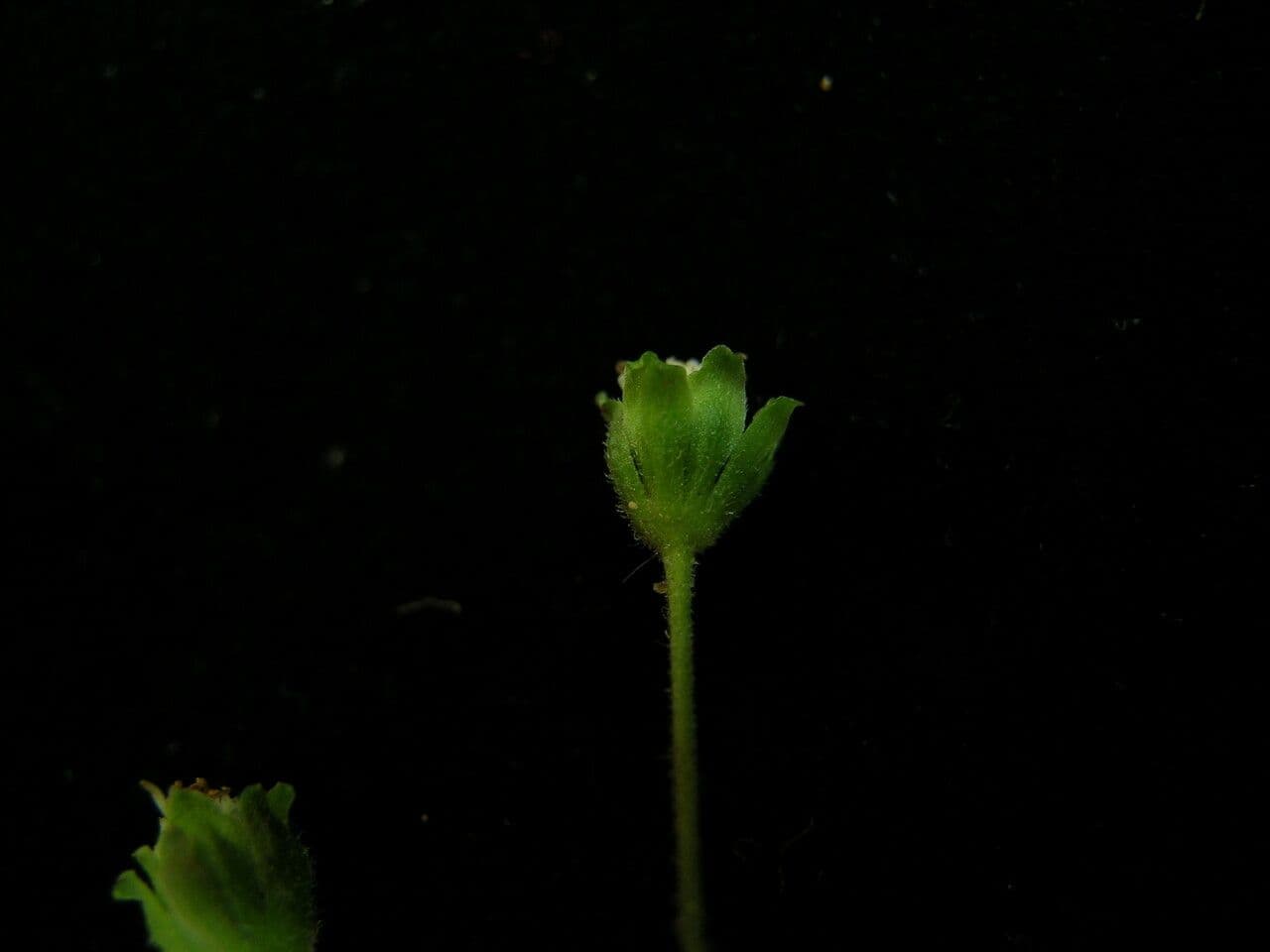 Adenostemma comune 3