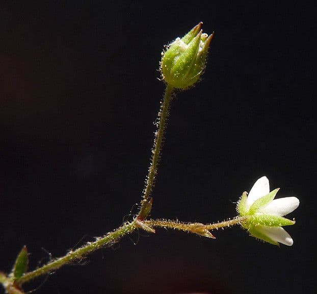Arenaria modesta 15