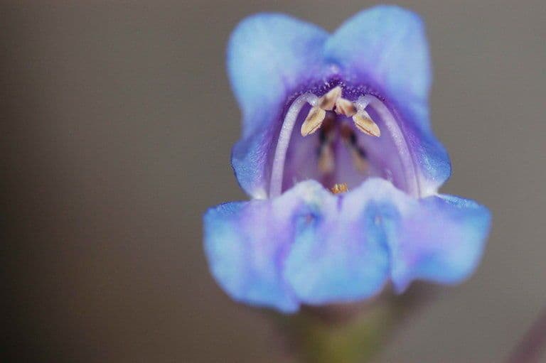 Smoothleaf beardtongue 4