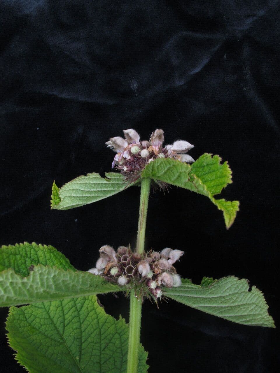 Phlomoides 3