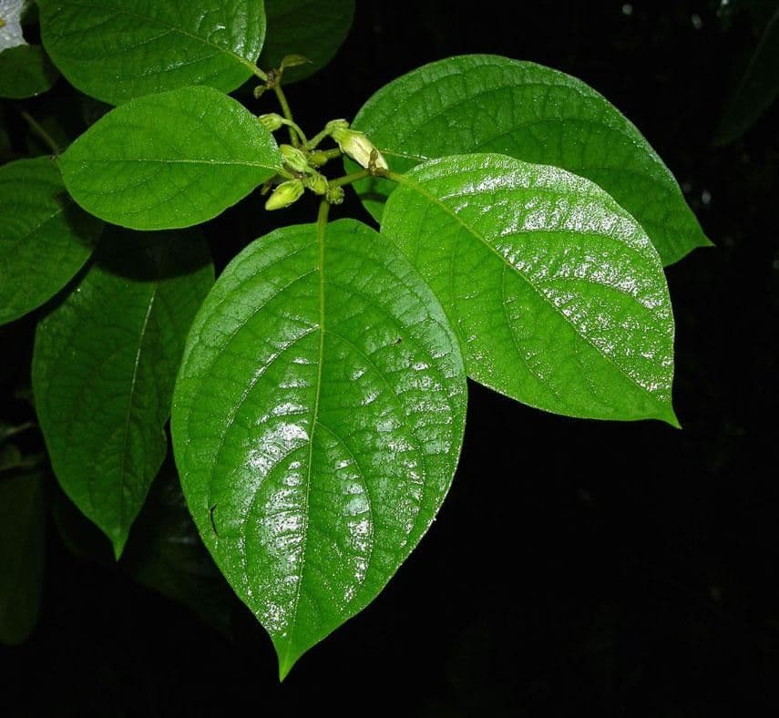 Lycianthes 14