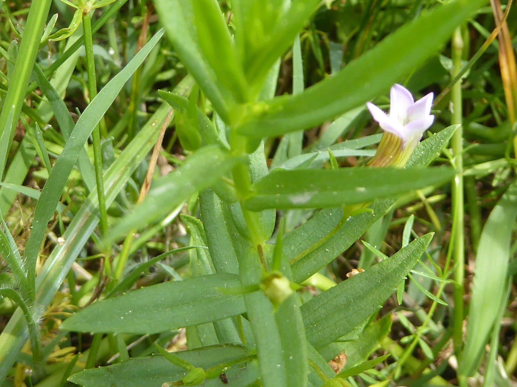 Graciola lekárska 15