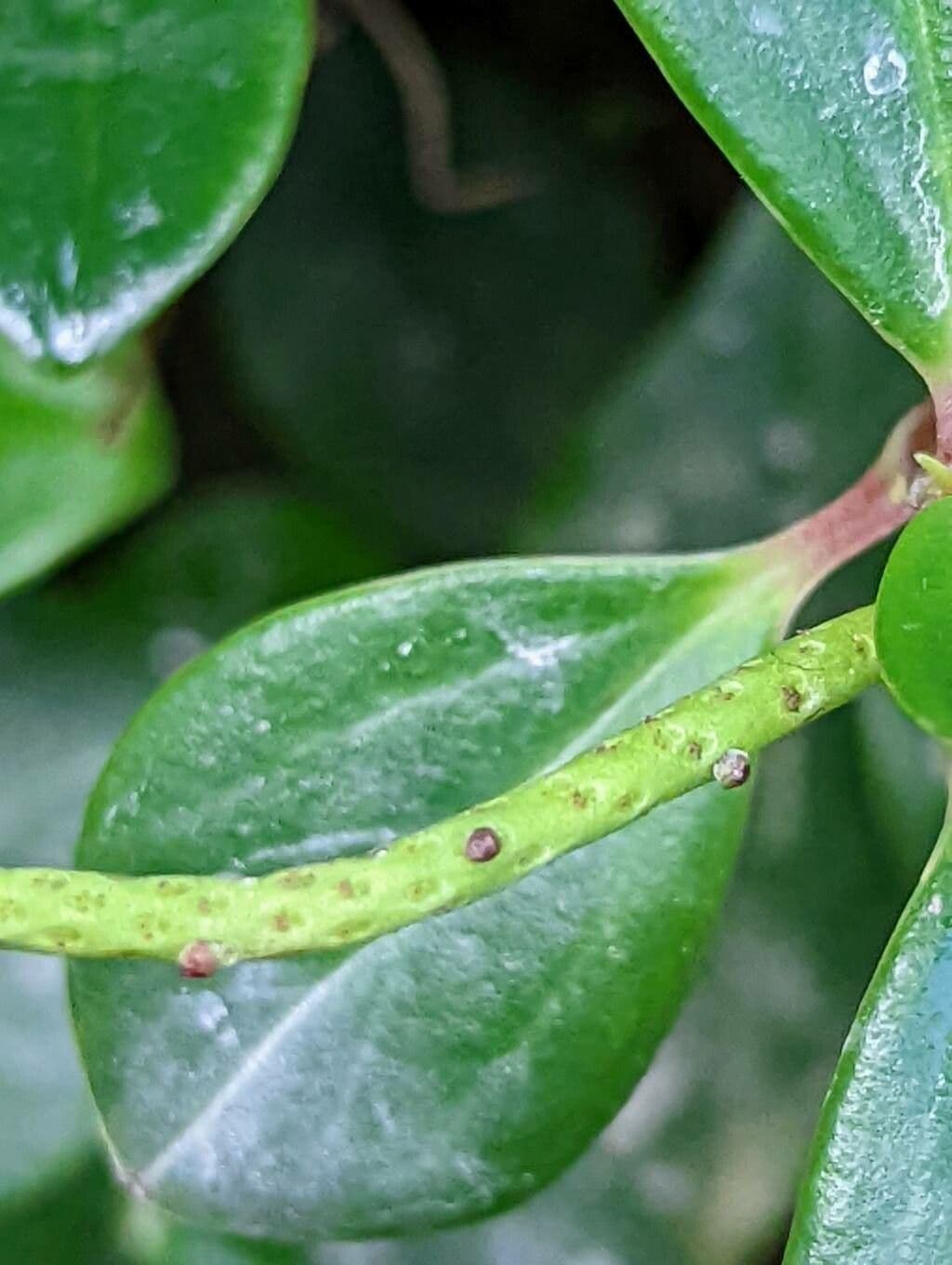 Peperomia glabra