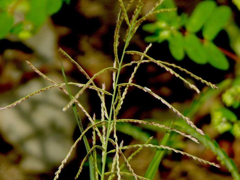 Leptochloa ruvida 3