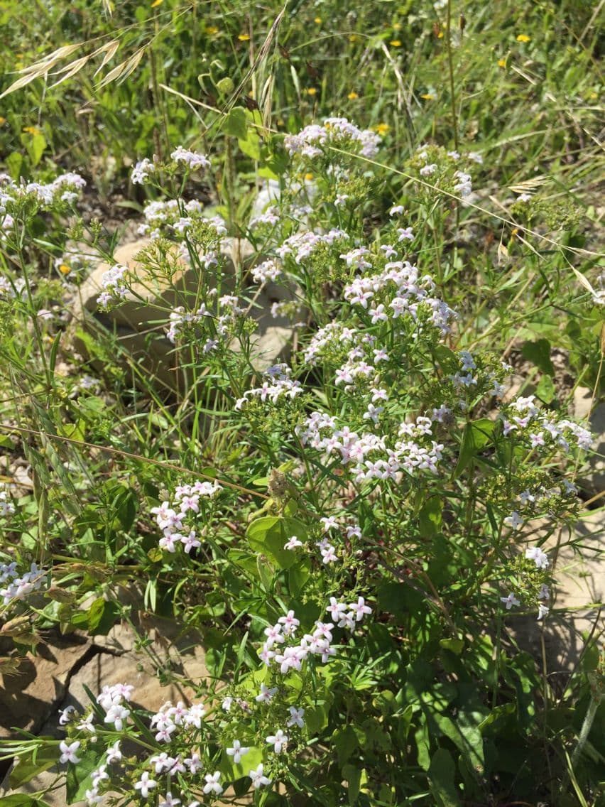 Stenaria nigricans 7