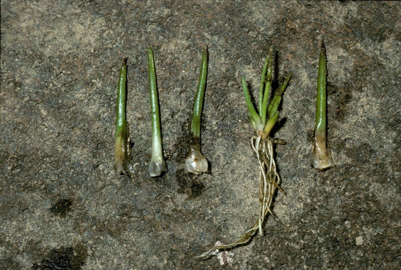 Isoetes