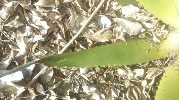 Aloe 9