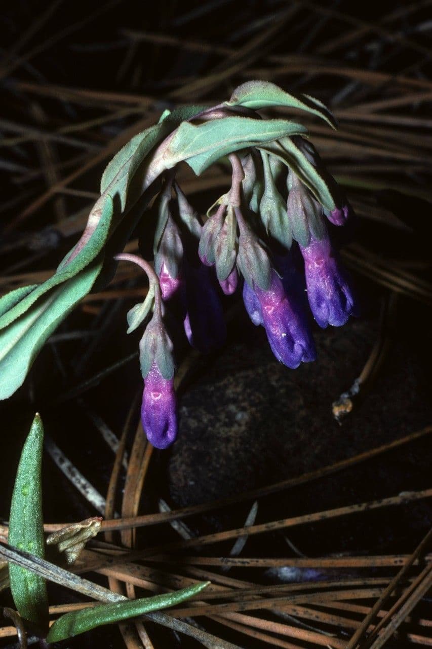 Mertensien 4