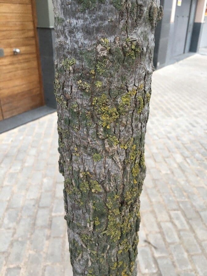 Liquidambar 21
