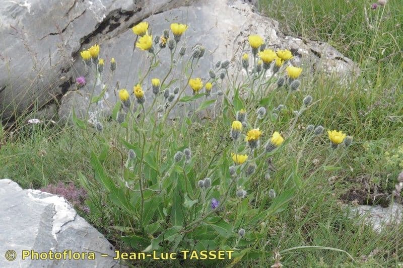 Grünflächiges Habichtskraut 4
