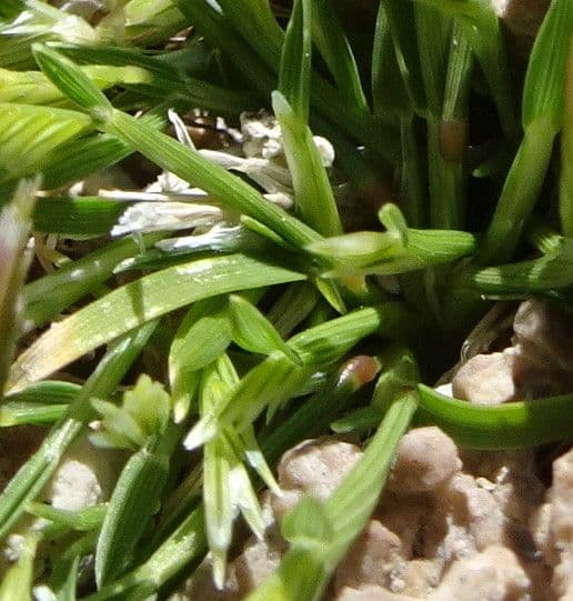Chondrosum 10