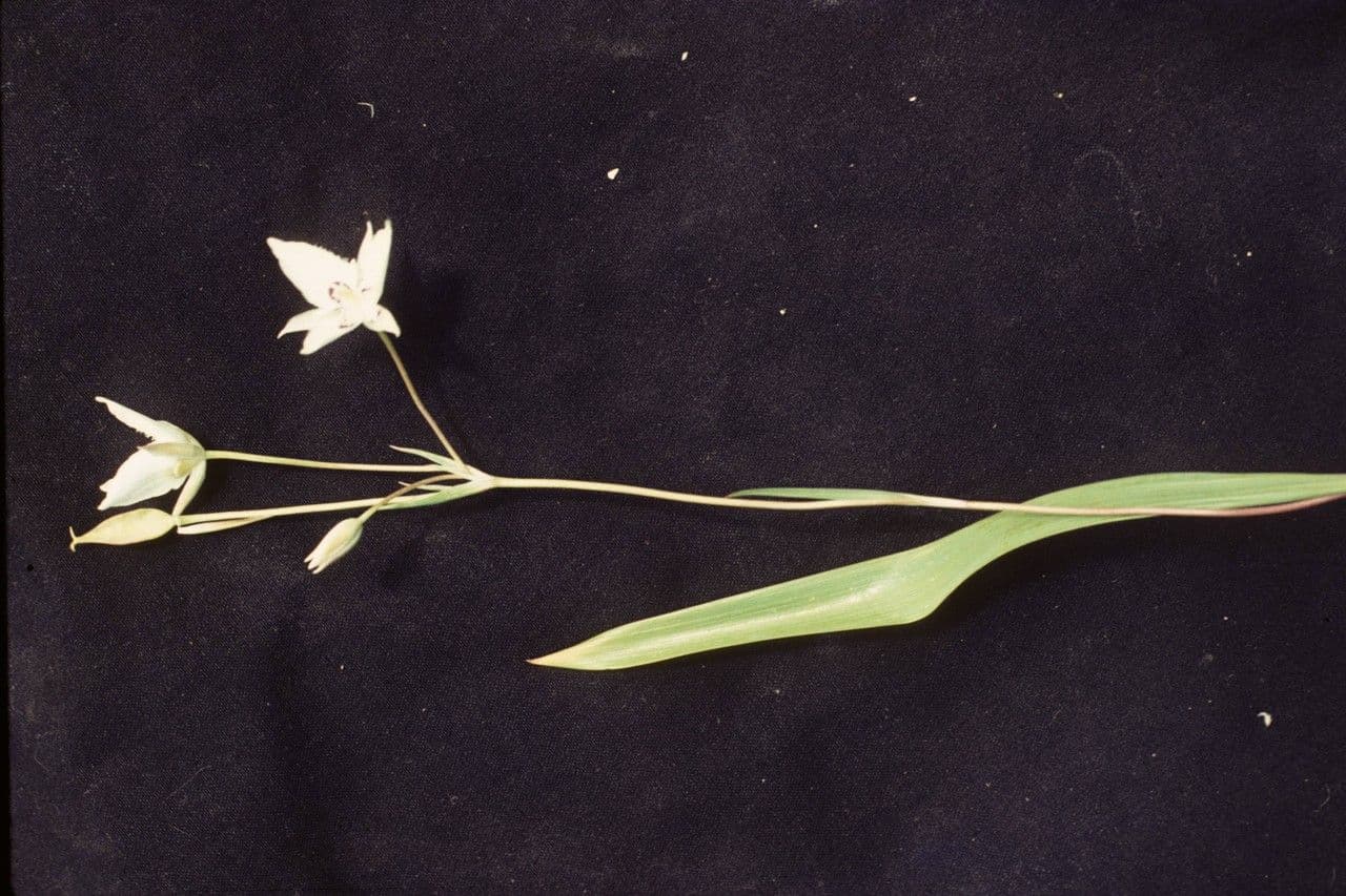 Calochortus Lyallův 3