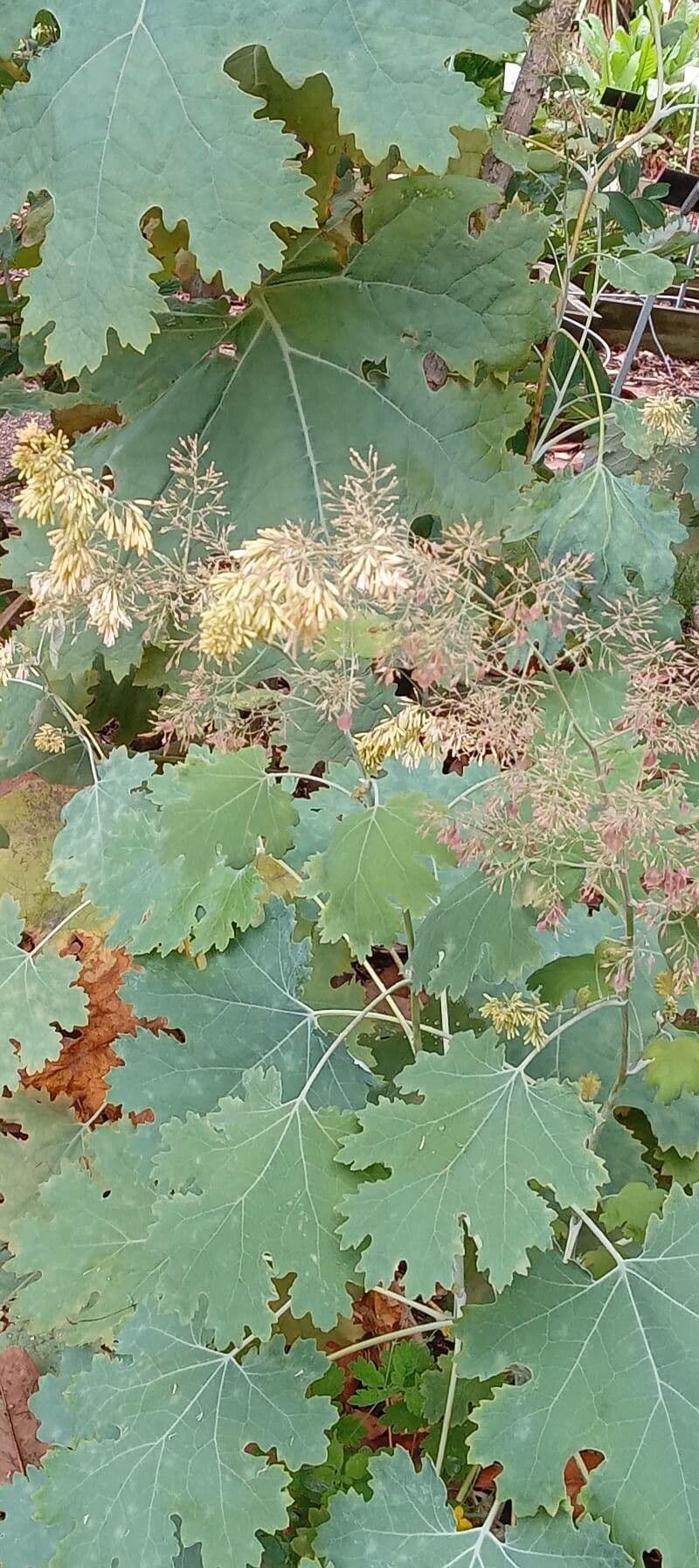 Macleaya 18