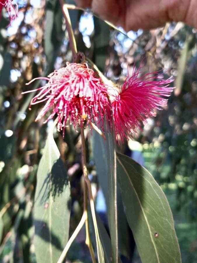 Eucalipto leucoxylon 5