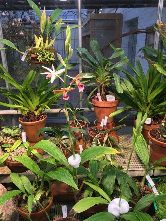 Phaius 6