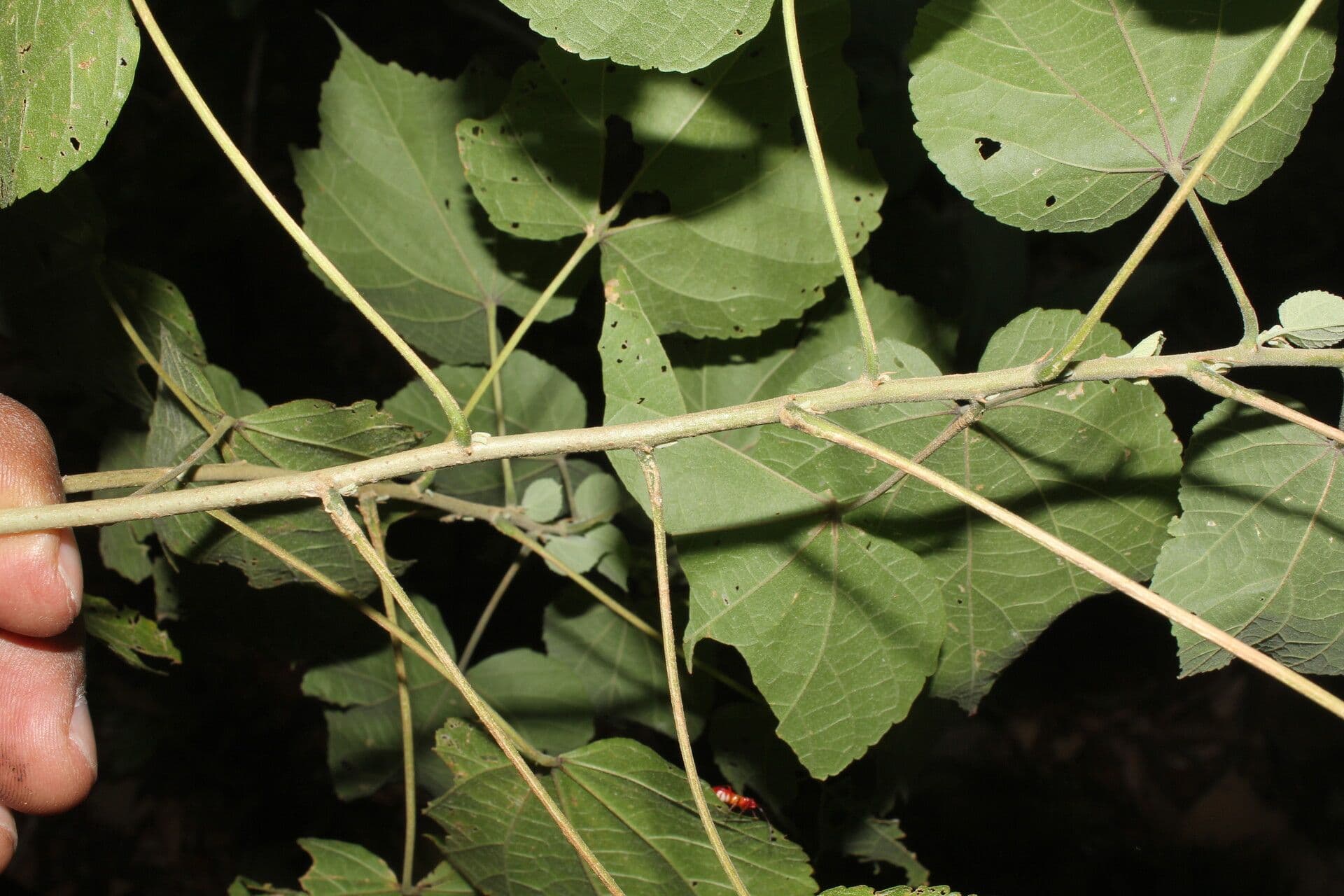 Alosidastrum 9