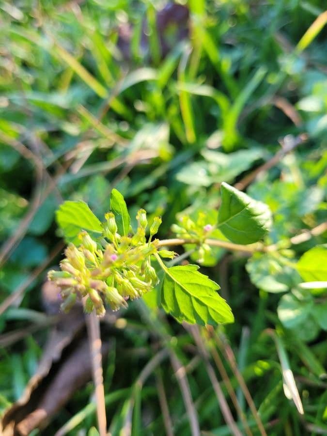 Basilico selvatico snello 5