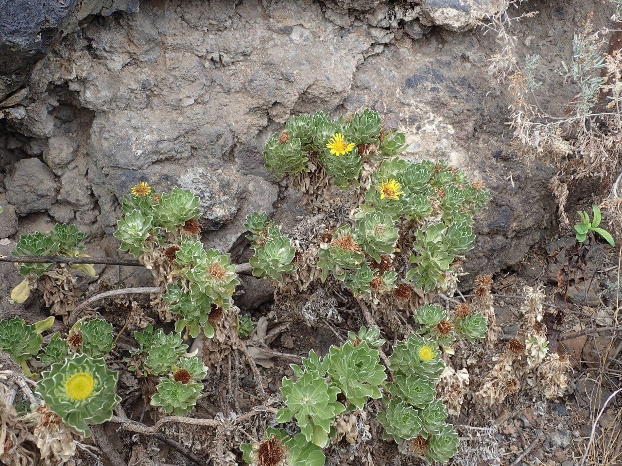 Sternblume 7