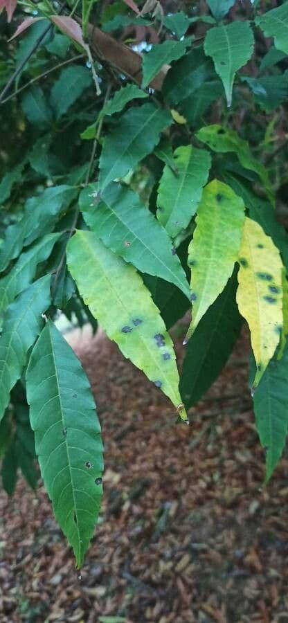 Amesiodendron 2