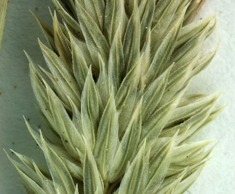 Falaride di Lemmon