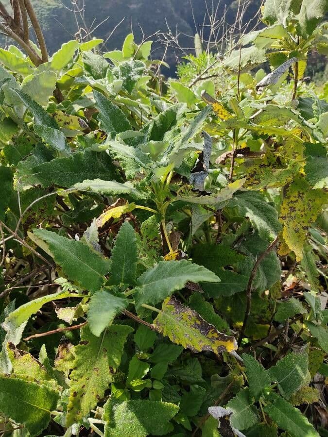 Salvia 4