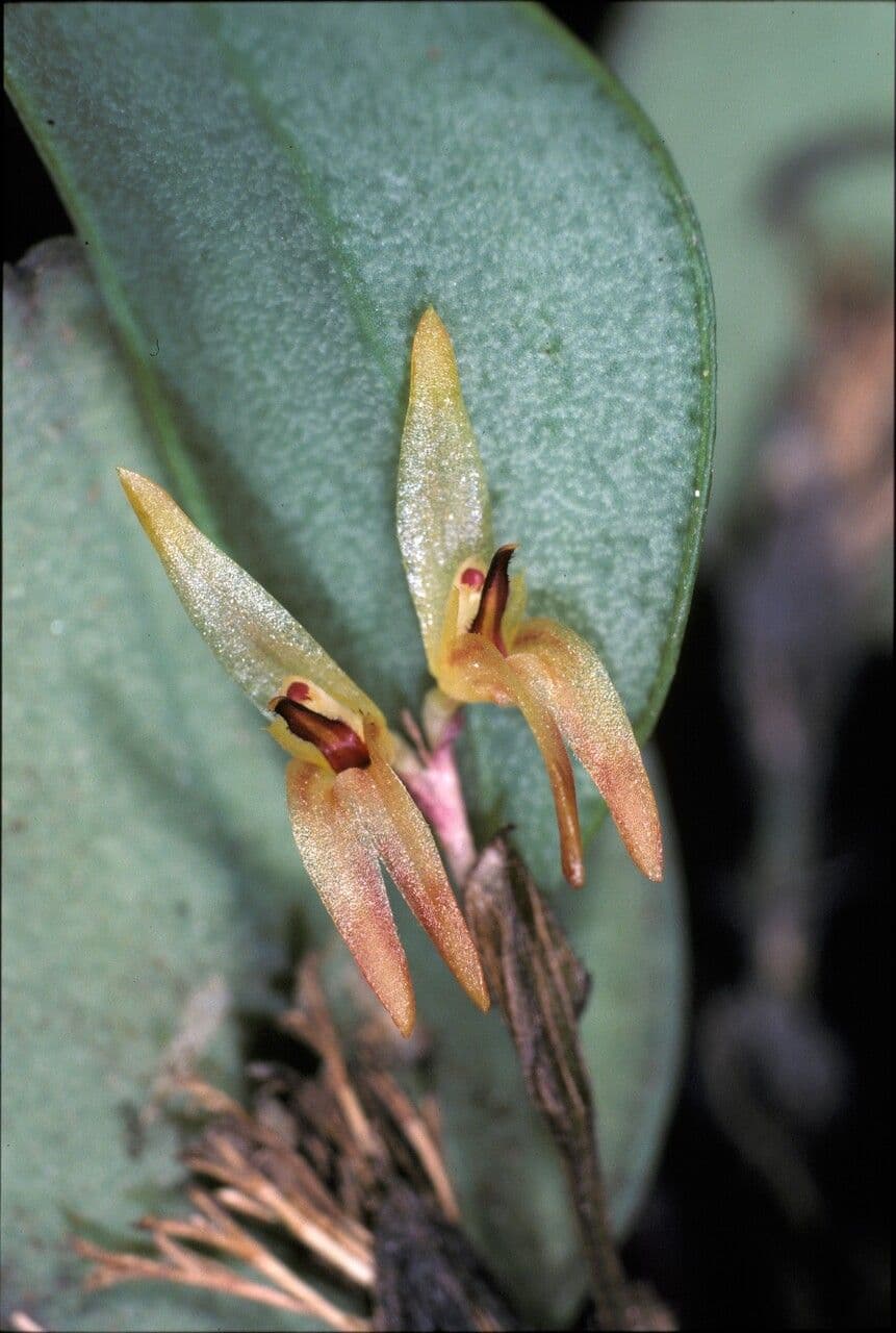 Trichosalpinx 6