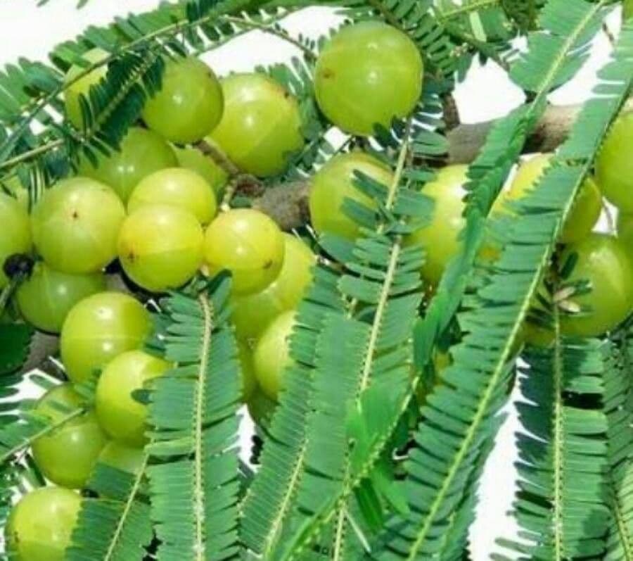 Amla 2
