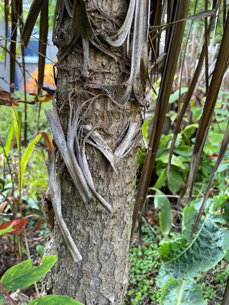 Albero cavolo 24