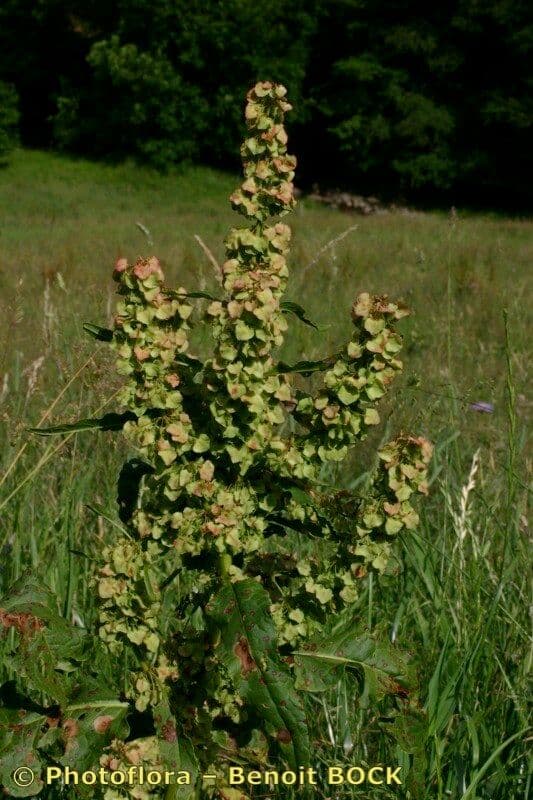 Acetosa aquitana 9
