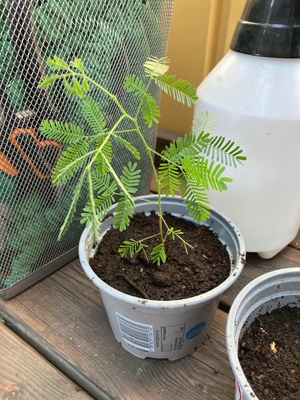Mimosenbaum 7