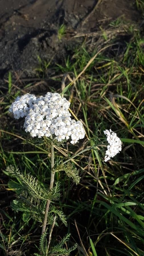 Achillée millefeuille 6