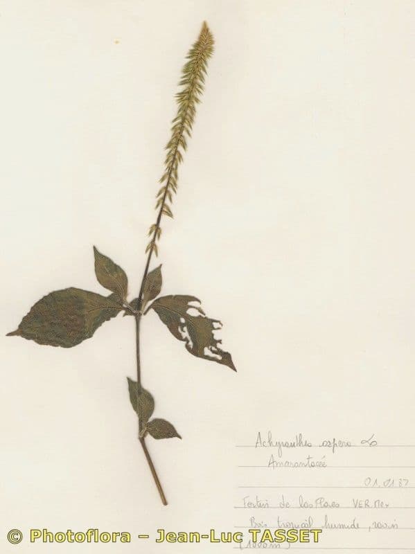 Achyranthes aspera 27