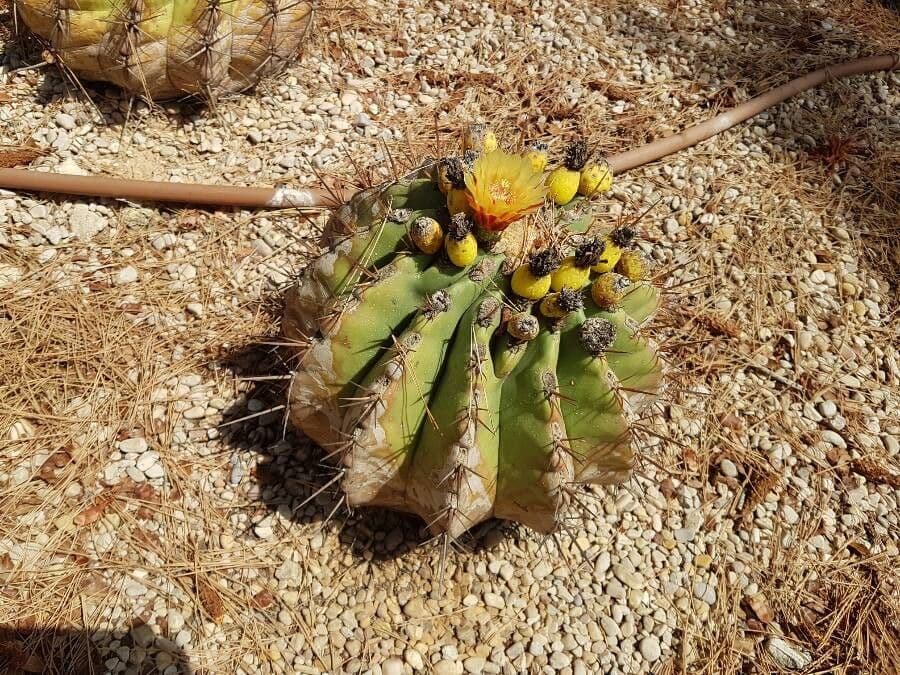 Ferocactus di Potts 5