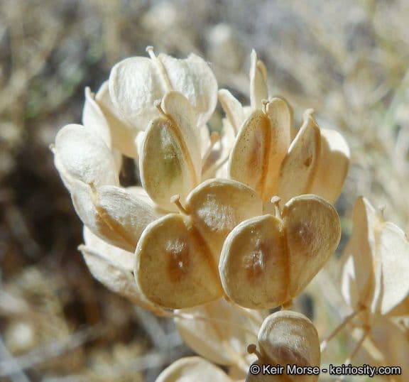Lepidium fremontii