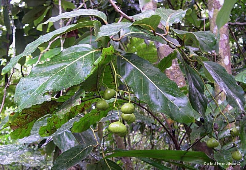 Cryptocarya 2