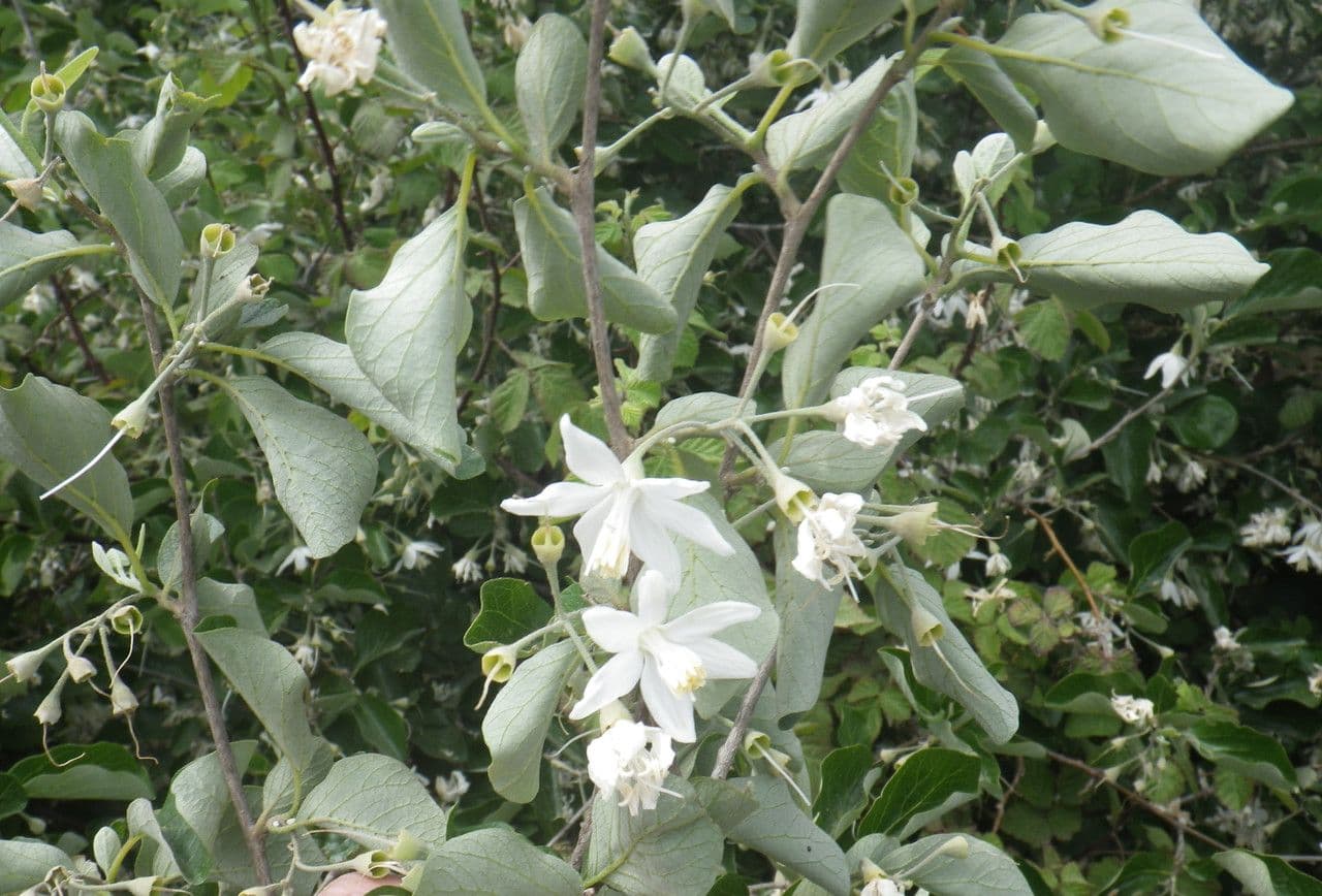 Styrax officinalis 13