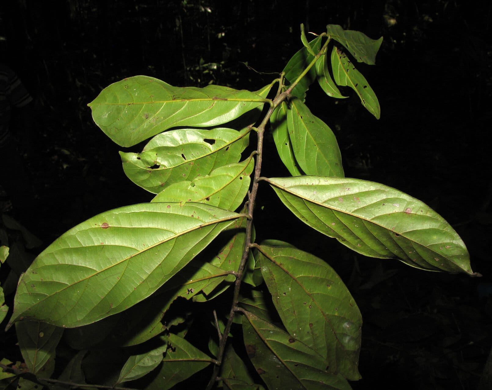 Ocotea 4