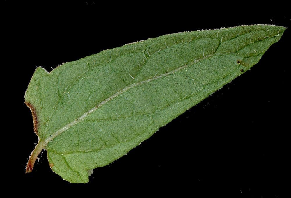 Scutellaria minore 24