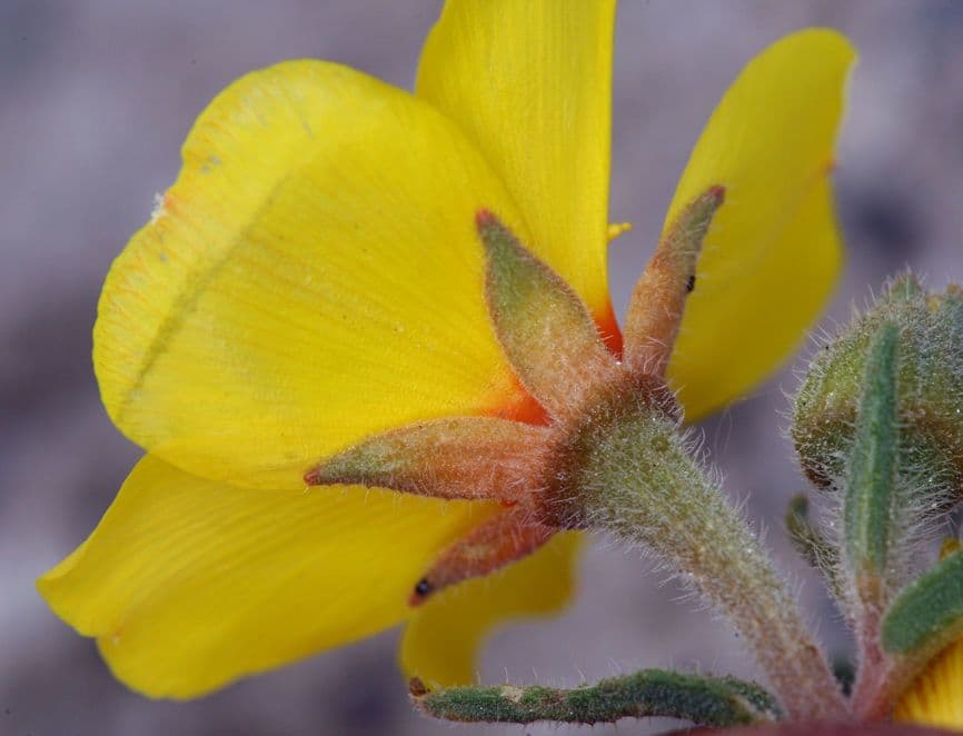 Mentzelia 5
