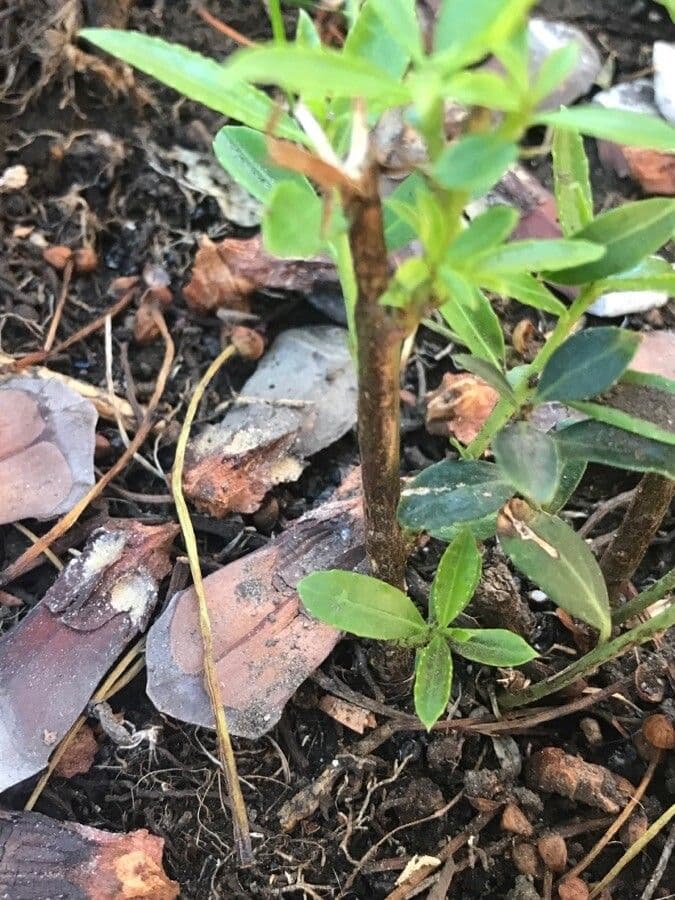 Ilex glabra 22