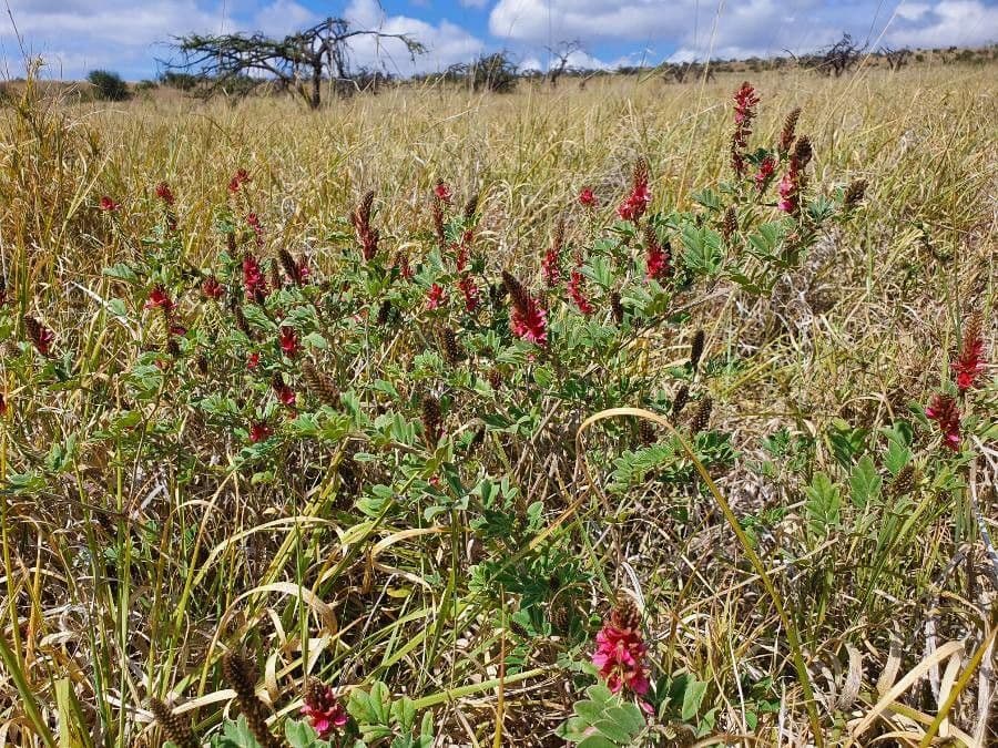 Indigofera 8