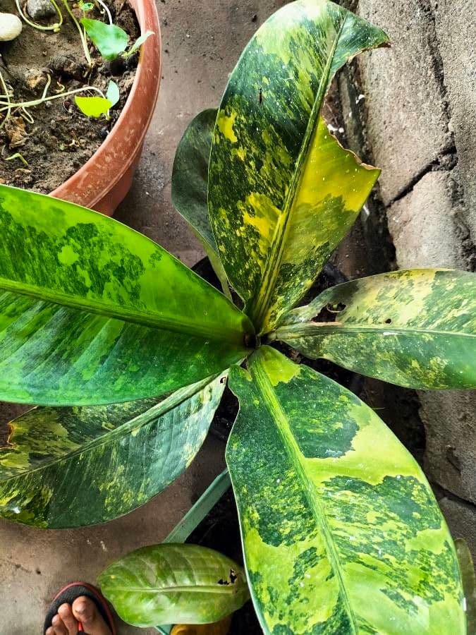 Dieffenbachia 4