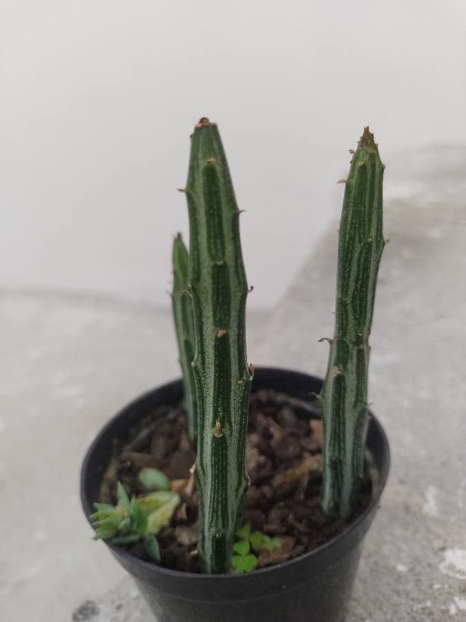 Kleinia 4