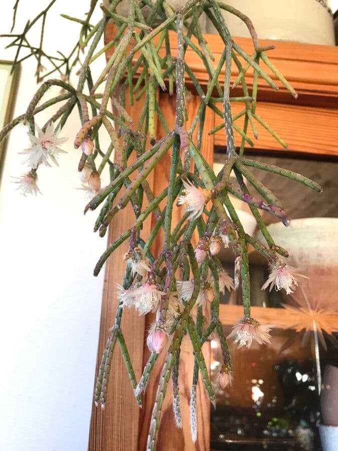 Rhipsalis 6