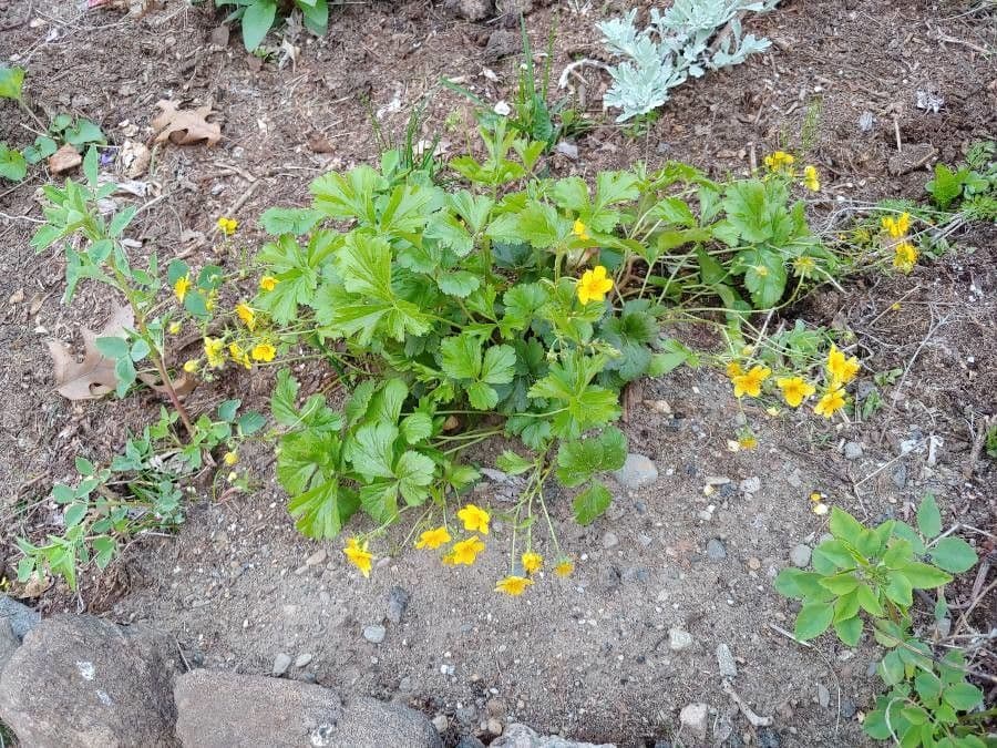 Waldsteinia 9
