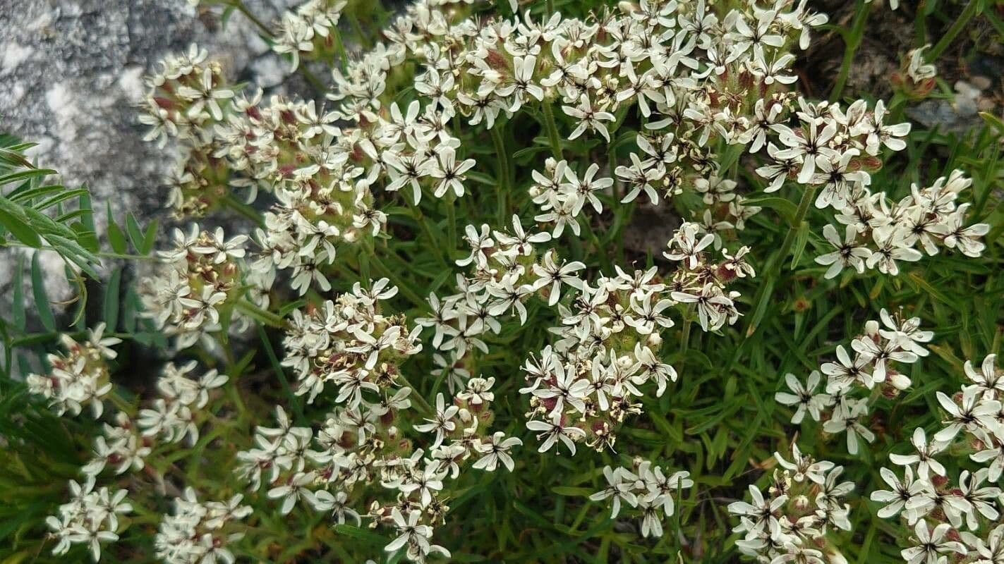 Saponaria gialla 9
