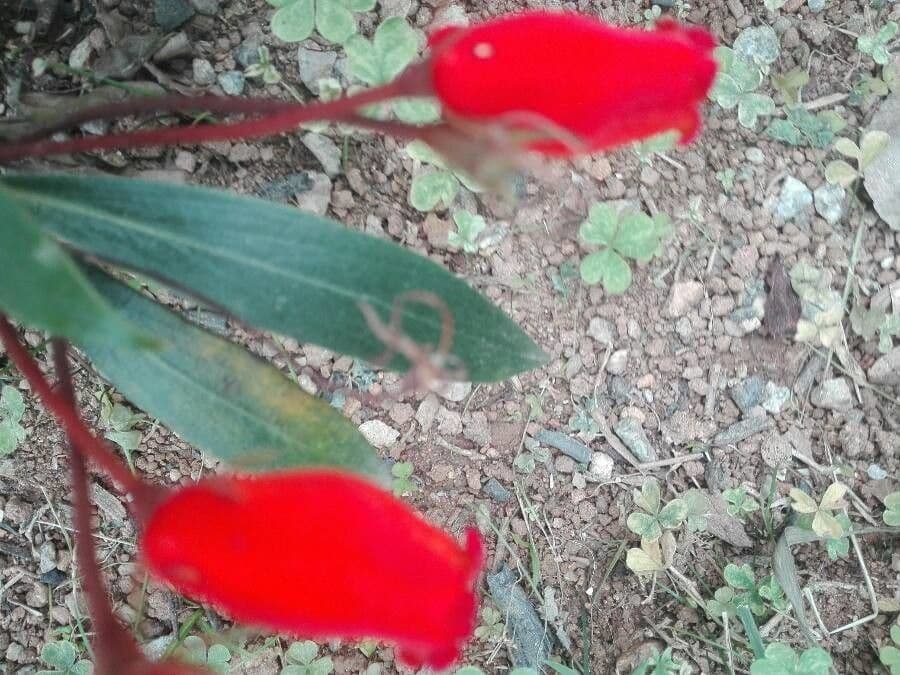 Seemannia 8