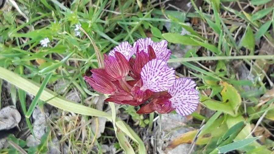 Orchis papillon 4