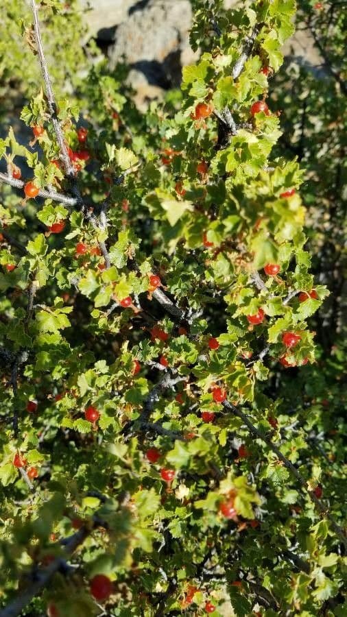 Ribes cereo